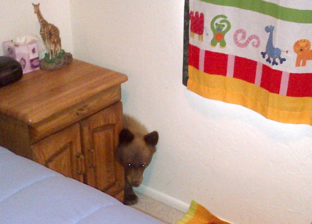 In reversal of Goldilocks tale, cub checks out Sonoita home